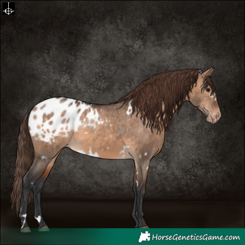 Horse Color:White Spotted Brown Dun Varnish 