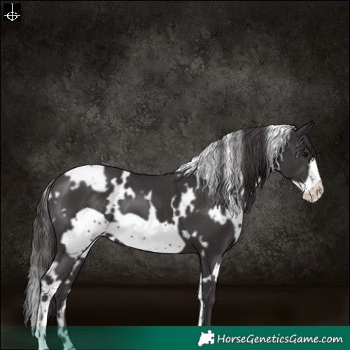 Horse Color:White Spotted Smoky Black Frame Varnish 
