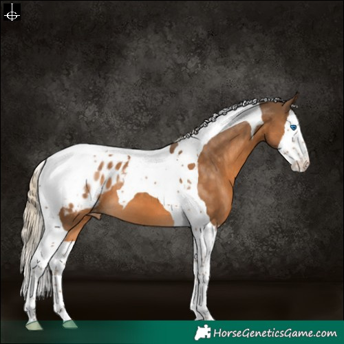 Horse Color:Chocolate Palomino Splash Tobiano Appaloosa 