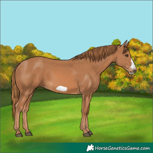 Horse Color:Chestnut Frame 