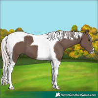 Horse Color:Silver Black Tobiano 