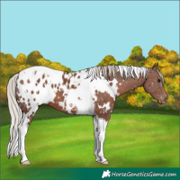 Horse Color:White Spotted Silver Black Tobiano Appaloosa 