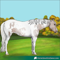 Horse Color:White Spotted Silver Black Tobiano 