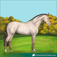 Horse Color:Amber Champagne Roan Rabicano
