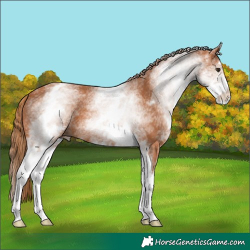 Horse Color:White Spotted Chestnut 