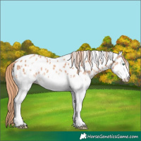 Horse Color:White Spotted Gold Champagne Appaloosa 