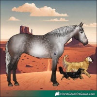 Horse Color:Gray Silver Brown 