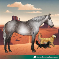 Horse Color:Gray Silver Brown 