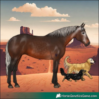Horse Color:Gray Silver Brown