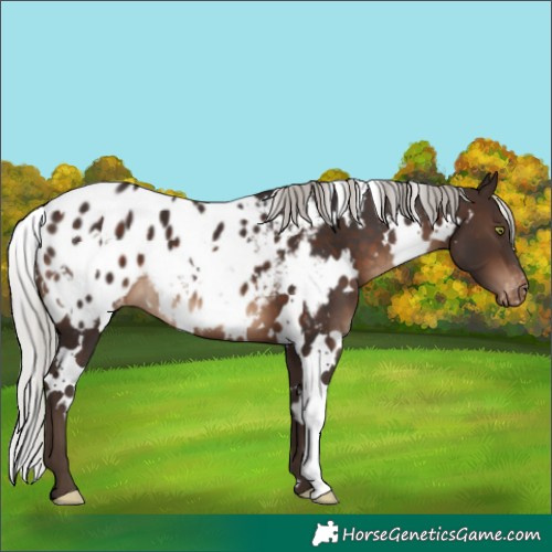 Horse Color:White Spotted Silver Brown Appaloosa 