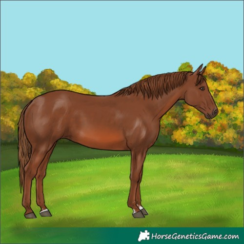 Horse Color:Chestnut 