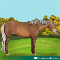 Horse Color:Gray Silver Sable Champagne