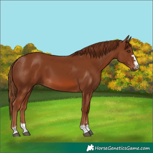 Horse Color:Chestnut 