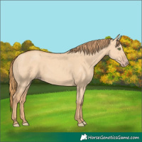 Horse Color:Gold Champagne Dun 