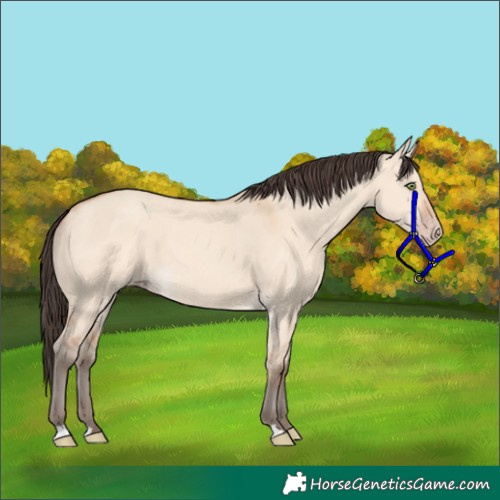 Horse Color:Amber Champagne Dun 