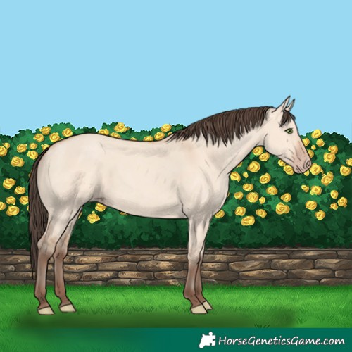Horse Color:Amber Champagne Dun 