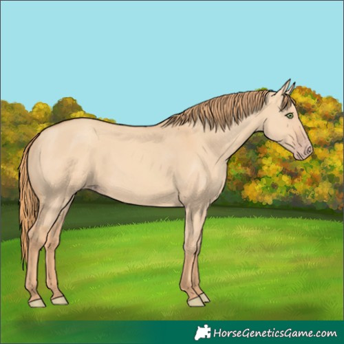 Horse Color:Gold Champagne Dun 