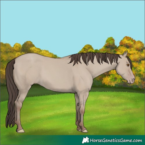 Horse Color:Classic Champagne Dun