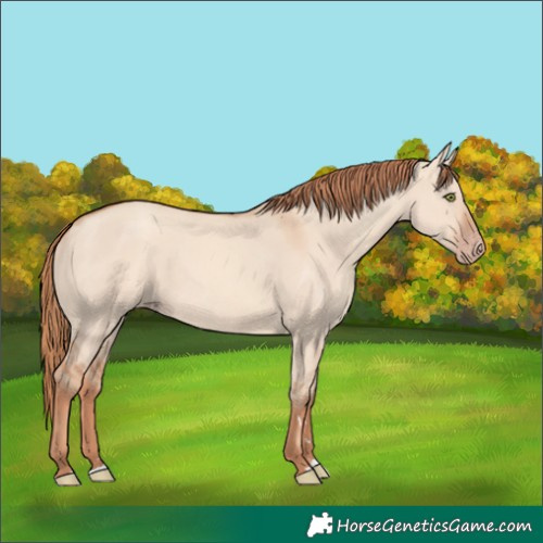 Horse Color:Gold Champagne Dun