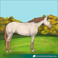 Horse Color:Gold Champagne Dun 