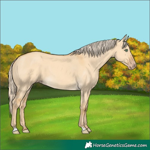 Horse Color:Gold Cream Champagne Dun 