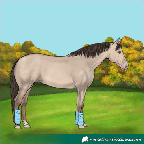 Horse Color:Amber Champagne Dun 