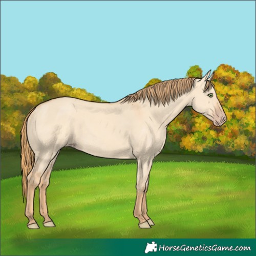 Horse Color:Gold Champagne Dun