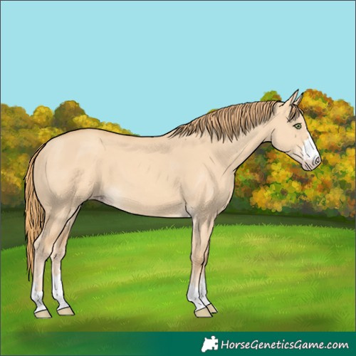 Horse Color:Gold Champagne Dun 