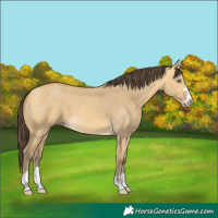 Horse Color:Amber Cream Champagne Dun 