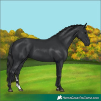 Horse Color:Black 
