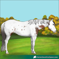 Horse Color:Brown Splash Tobiano Appaloosa 