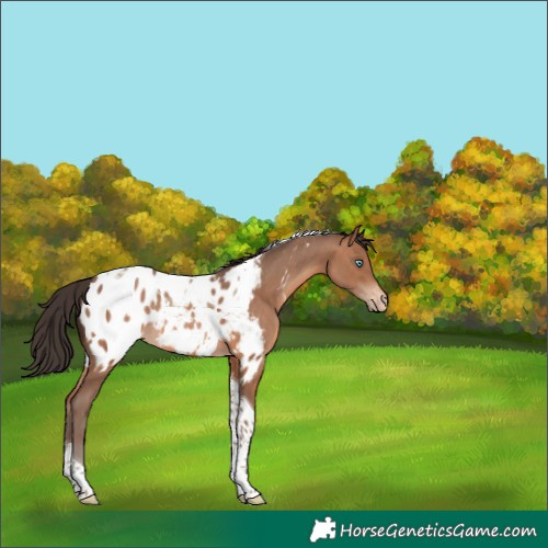 Horse Color:Unknown 