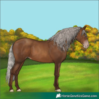 Horse Color:Gray Silver Sable Champagne