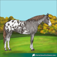 Horse Color:Liver Chestnut Sabino Splash Appaloosa  and Liver Chestnut Sabino Appaloosa 