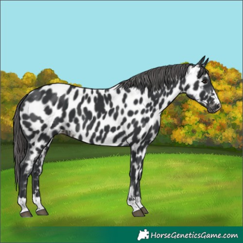 Horse Color:Black Appaloosa 