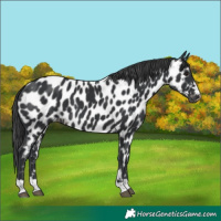 Horse Color:Black Near Leopard 