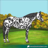 Horse Color:Black Appaloosa 