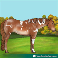 Horse Color:White Spotted Chestnut 