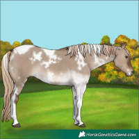 Horse Color:White Spotted Liver Red Dun Tobiano 