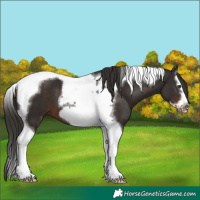 Horse Color:Liver Chestnut Splash Tobiano Frame 