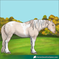 Horse Color:Gold Champagne Dun Tobiano Appaloosa 