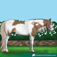 Horse Color:Chocolate Palomino Tobiano Frame 