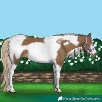 Horse Color:Chocolate Palomino Tobiano Frame