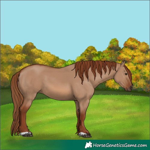 Horse Color:Red Dun 