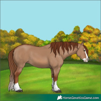 Horse Color:Red Dun Splash 