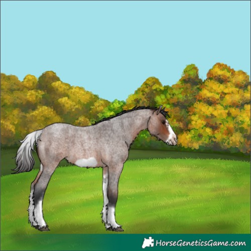 Horse Color:White Spotted Brown Roan Frame