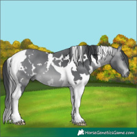 Horse Color:White Spotted Bay Chinchilla Tobiano 