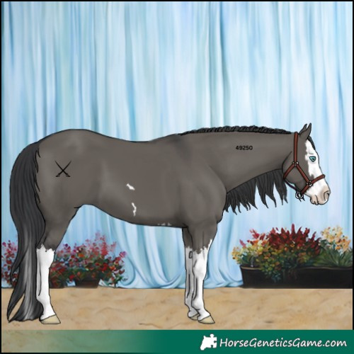 Horse Color:Grullo Splash 