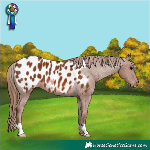Horse Color:Chestnut Appaloosa 