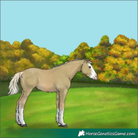 Horse Color:Watercolor White Spotted Palomino Splash 
